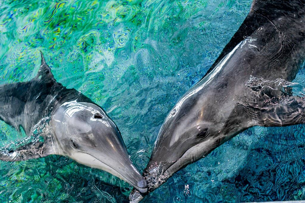 Winter the Dolphin's Legacy