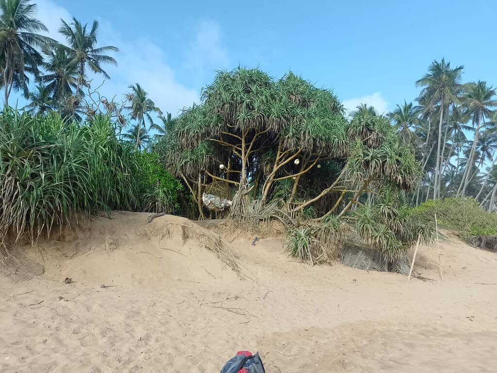 Witness Nesting Sea Turtles