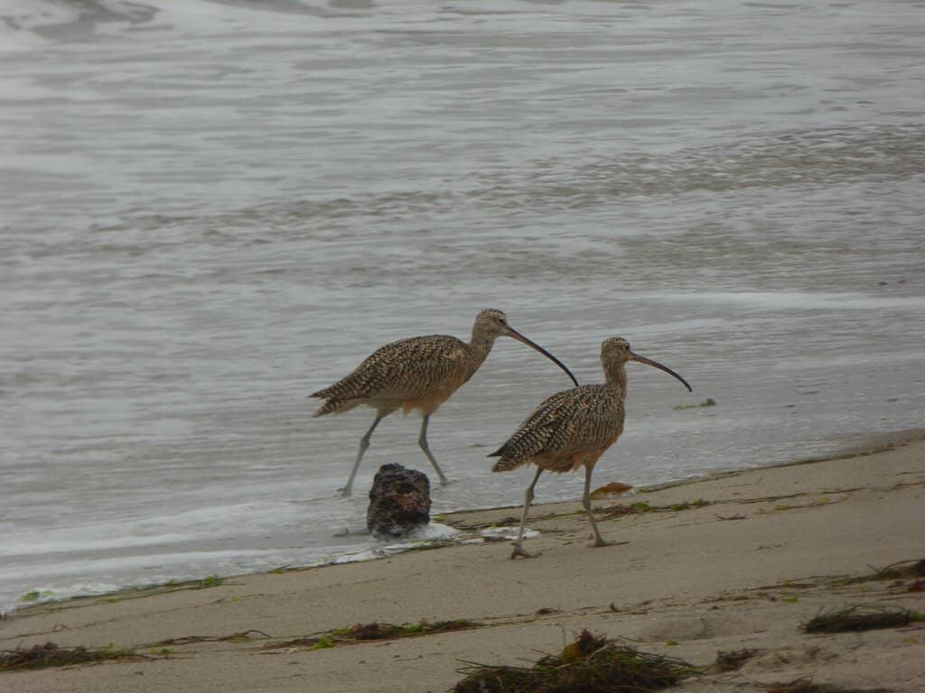 Wildlife Spotting