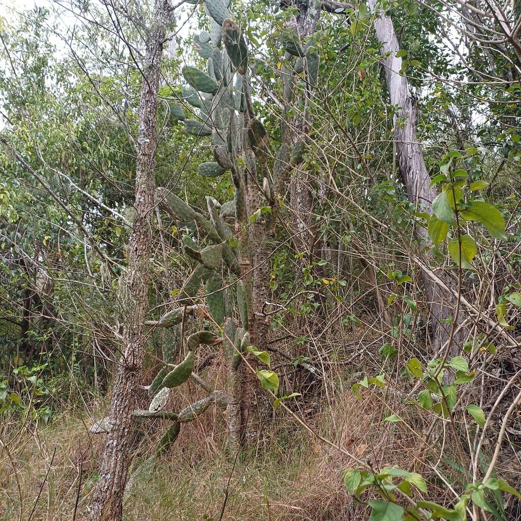 Diverse Trail Network