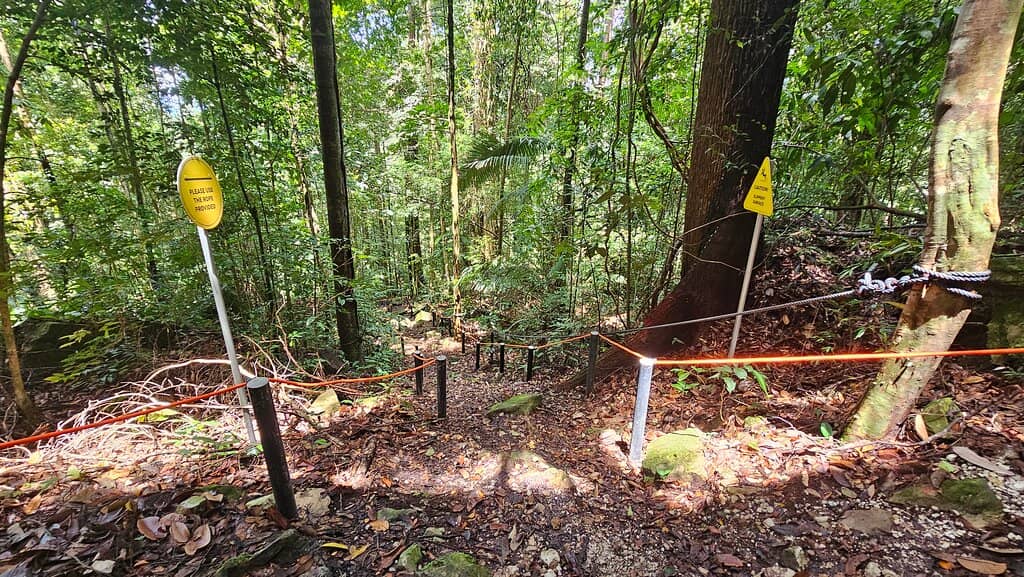 Rainforest Trail Loop