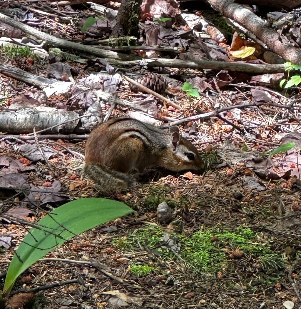 Panoramic Summit Vistas