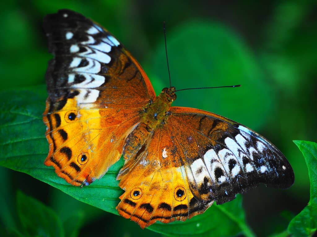 Caterpillar Nursery