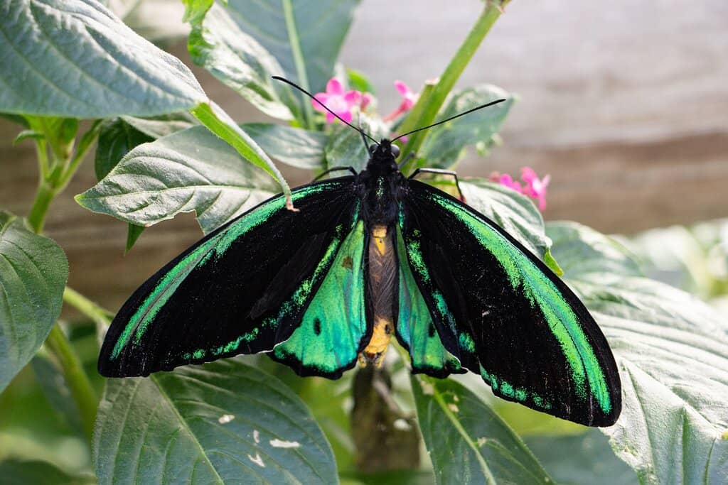 The Grand Aviary