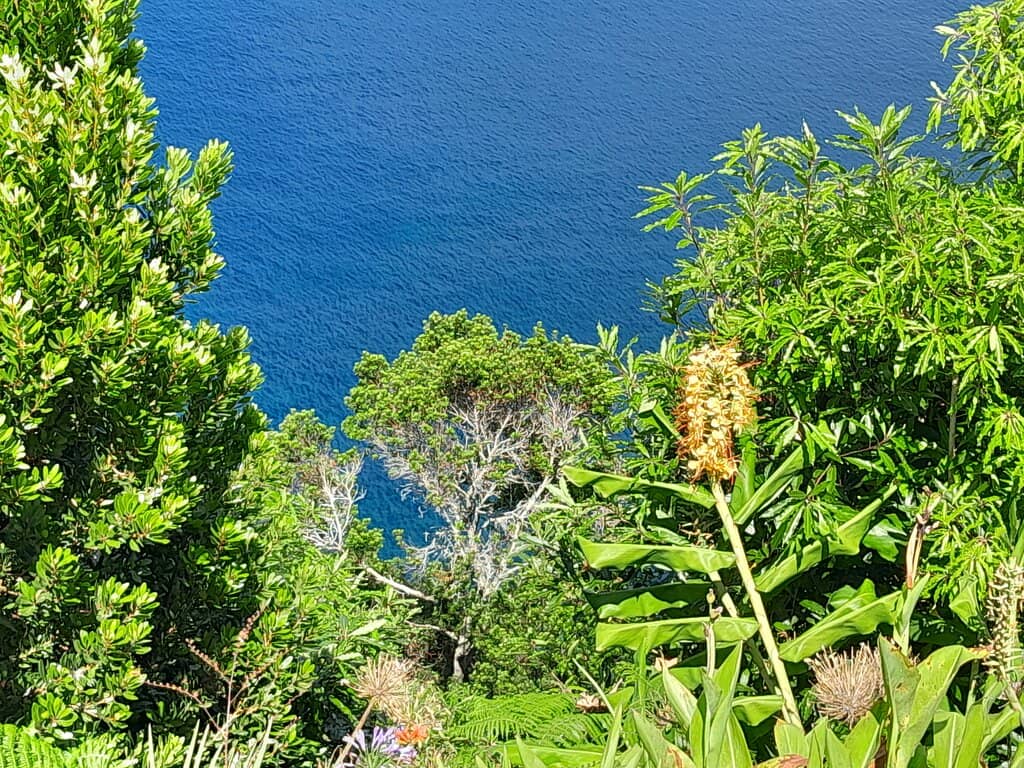 Abundant Flora