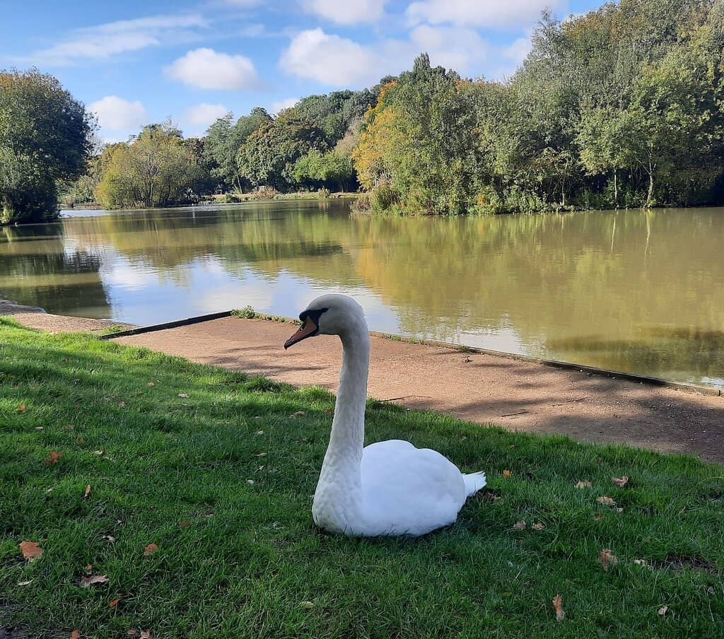 Wildlife Watching