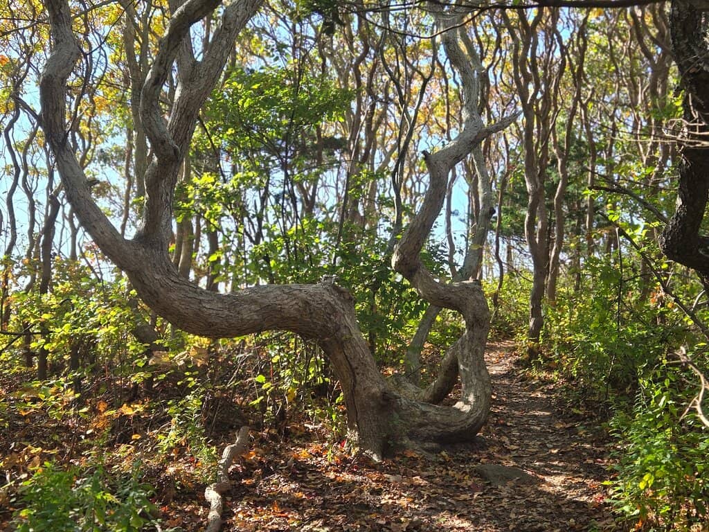 Wooded Nature Trails