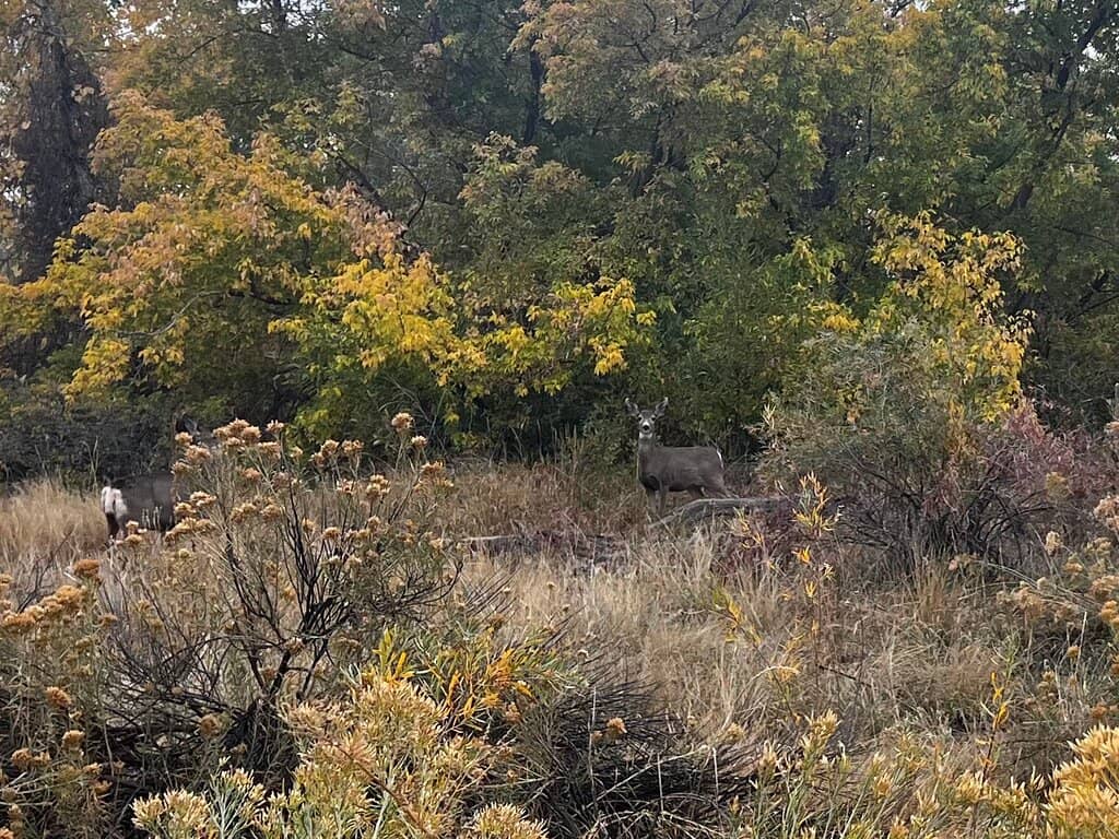 Chatfield Dog Park