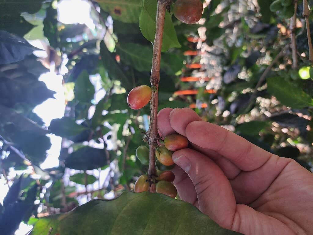 Seed to Cup Coffee Journey