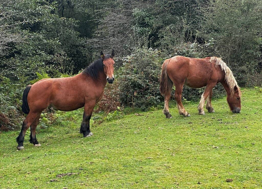 Wildlife Spotting
