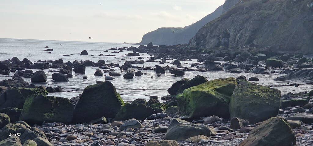 Ravenscar Seal Colony