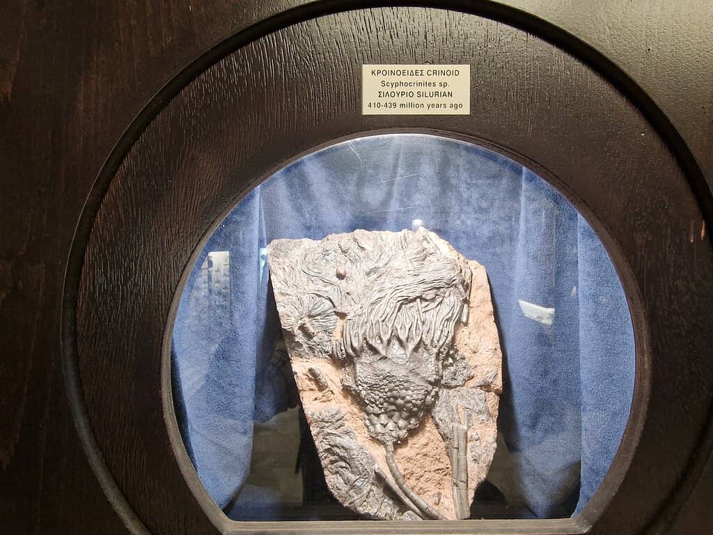 Life's Evolutionary Journey