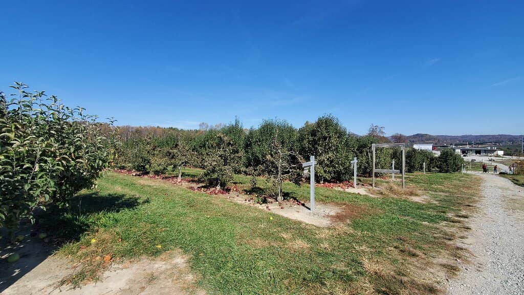 Sunflower & Zinnia Gardens