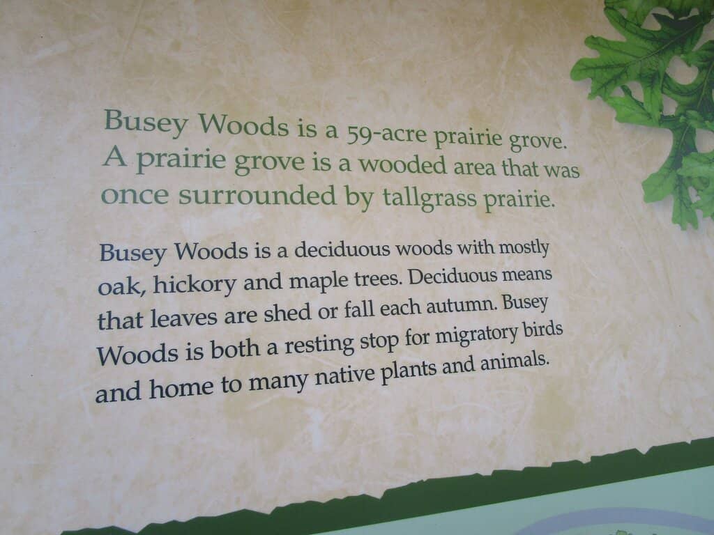 Woodland Wildlife Encounters