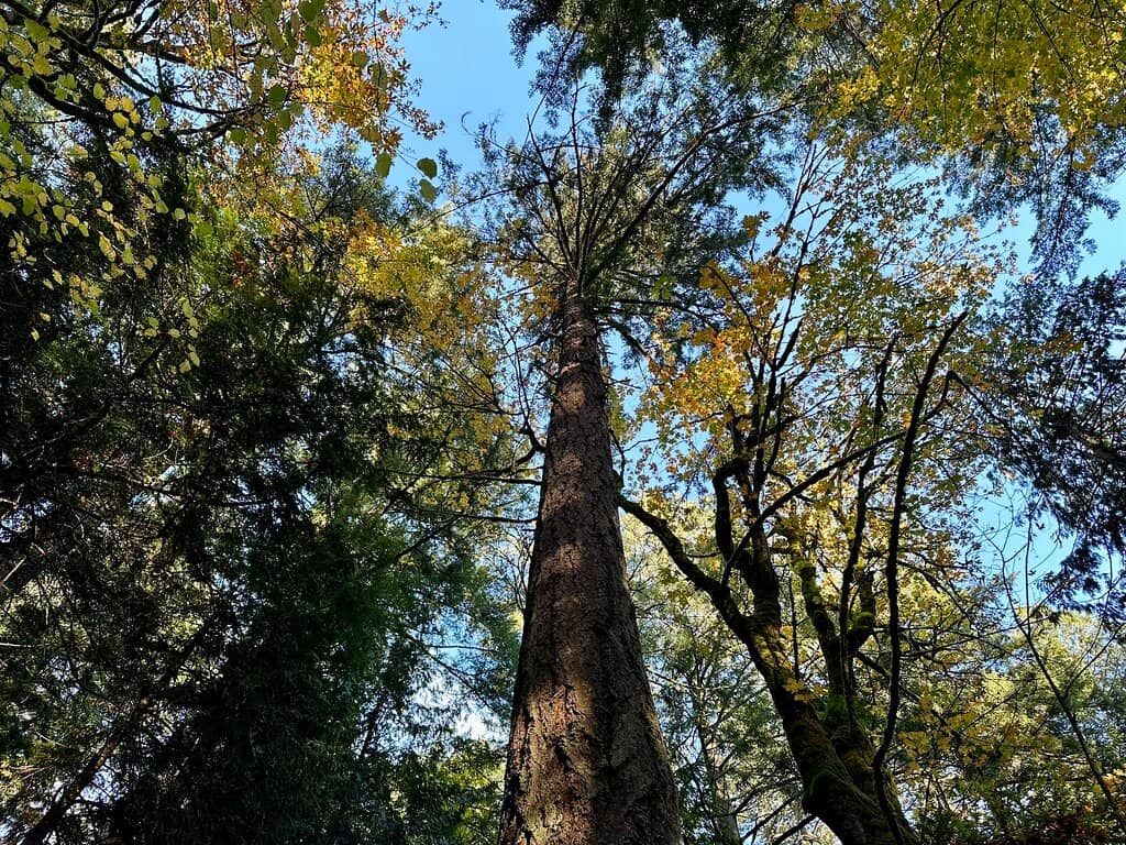 Lush Forest Trails