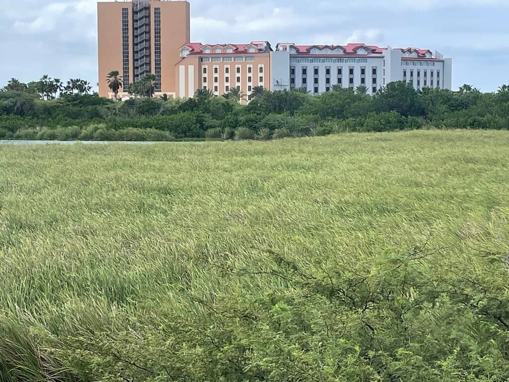 Lush Wetland Ecosystem