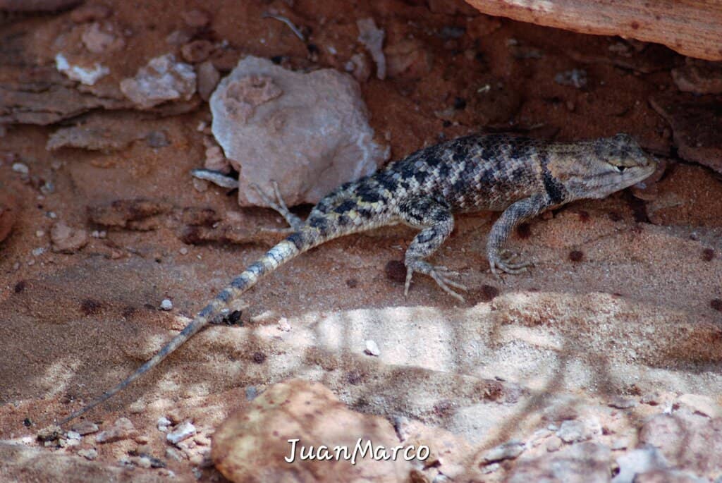 Houseboating Adventure