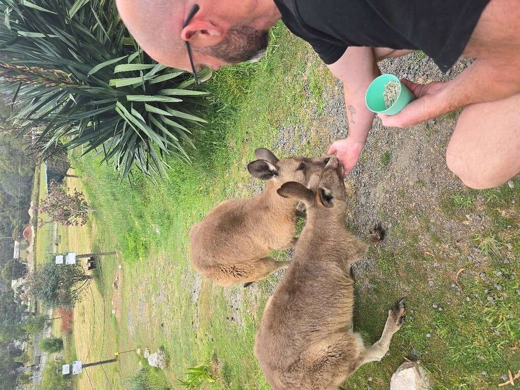 Wallaby and Joey Interaction