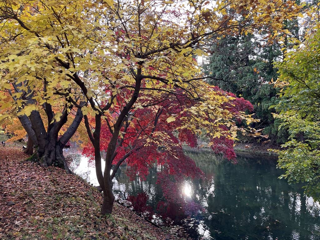 Tranquil Koi Pond
