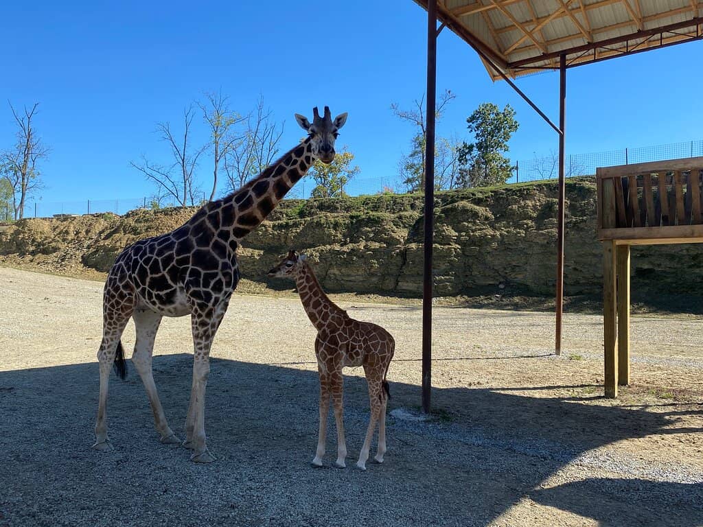 Exotic Animal Encounters
