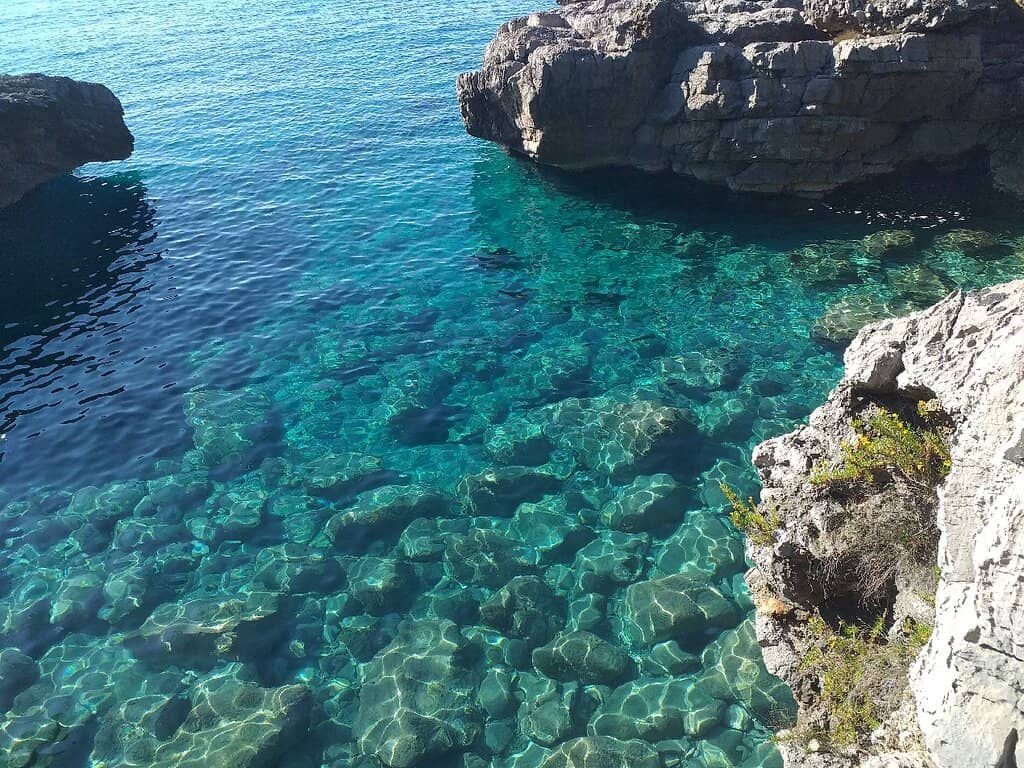 Coastal Flora