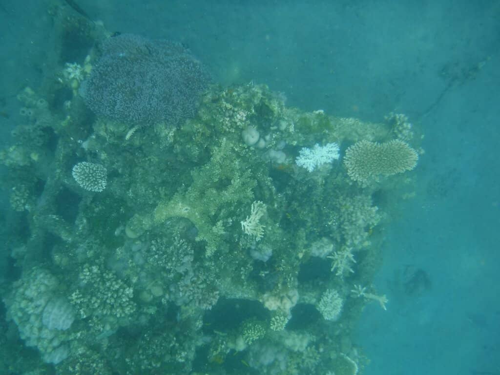 Abundant Marine Life