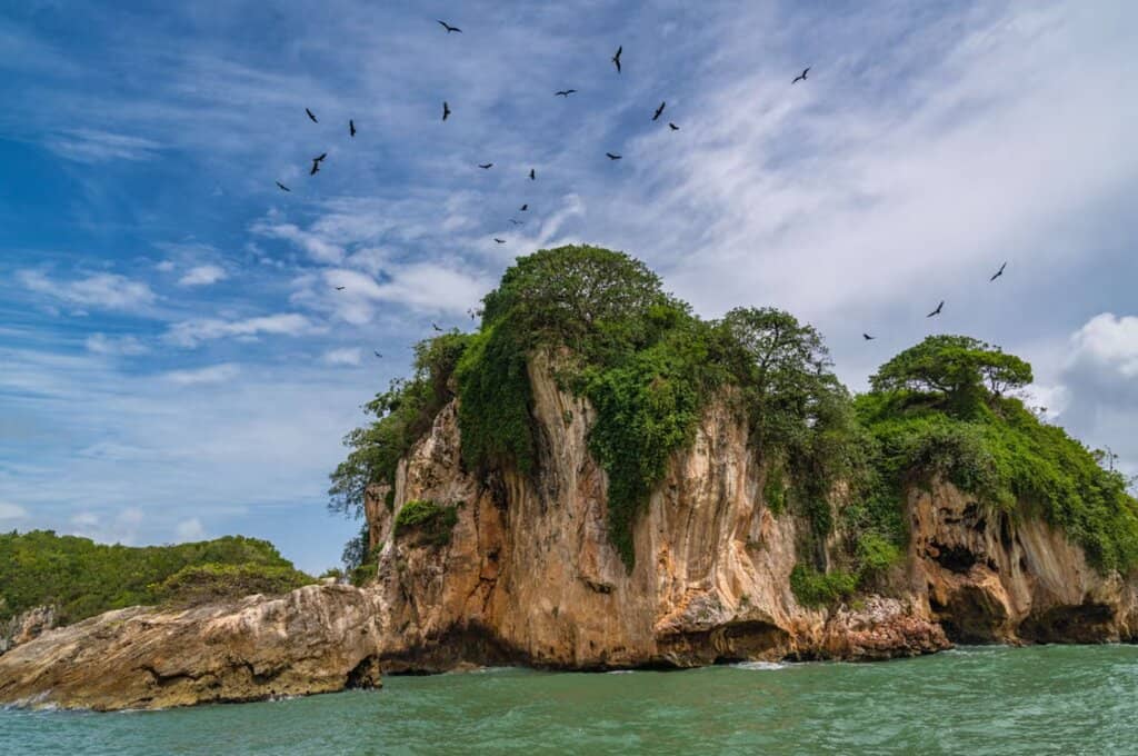 Serene Mangrove Forests