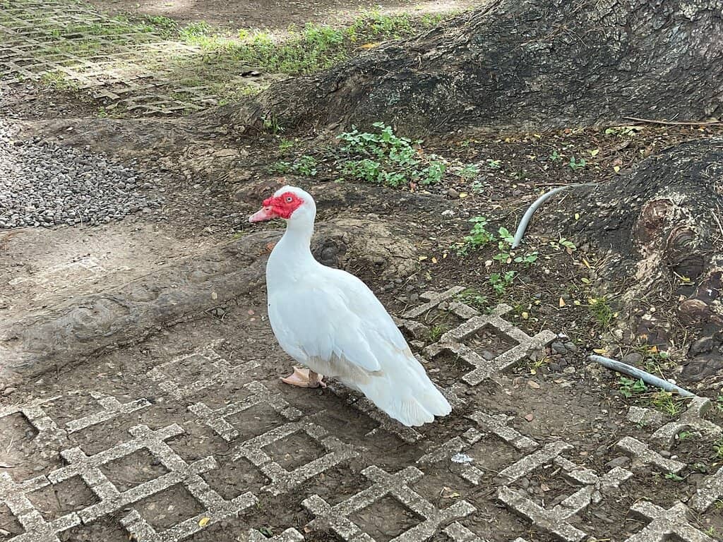 The Famous Monkey Pod Tree