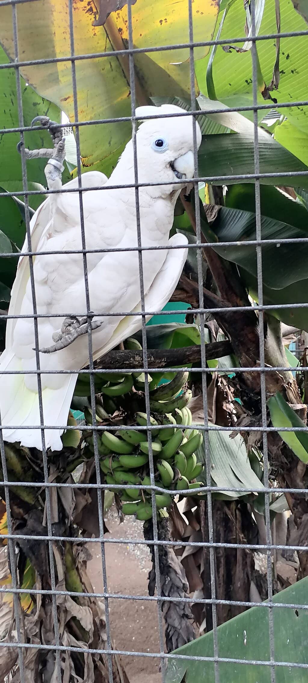 Lush Tropical Setting