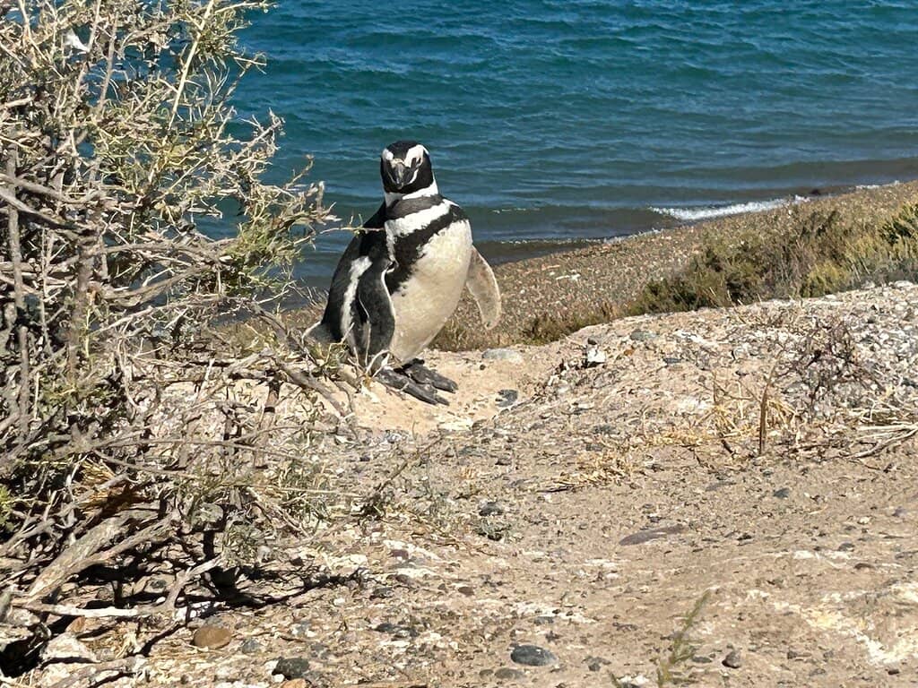 Magellanic Penguins