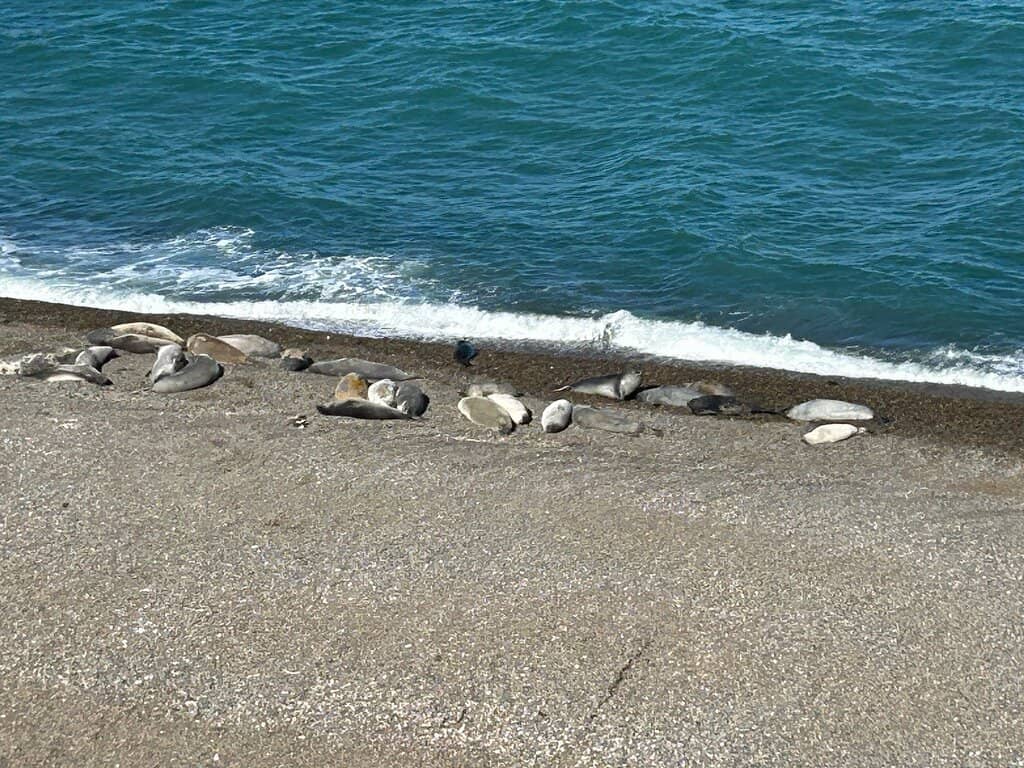 Elephant Seals & Sea Lions