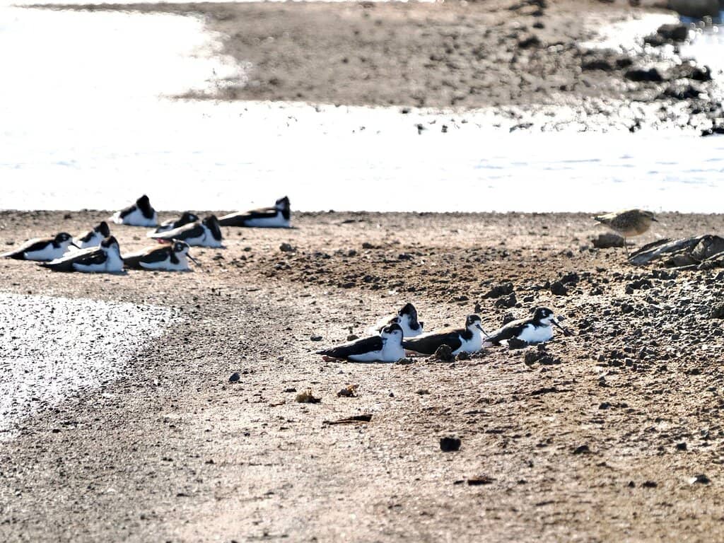 Boardwalk Nature Trail
