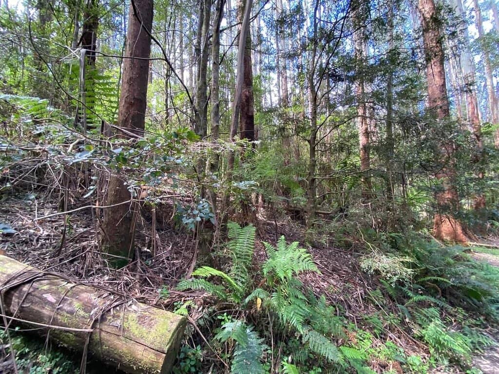 Maits Rest Rainforest Walk