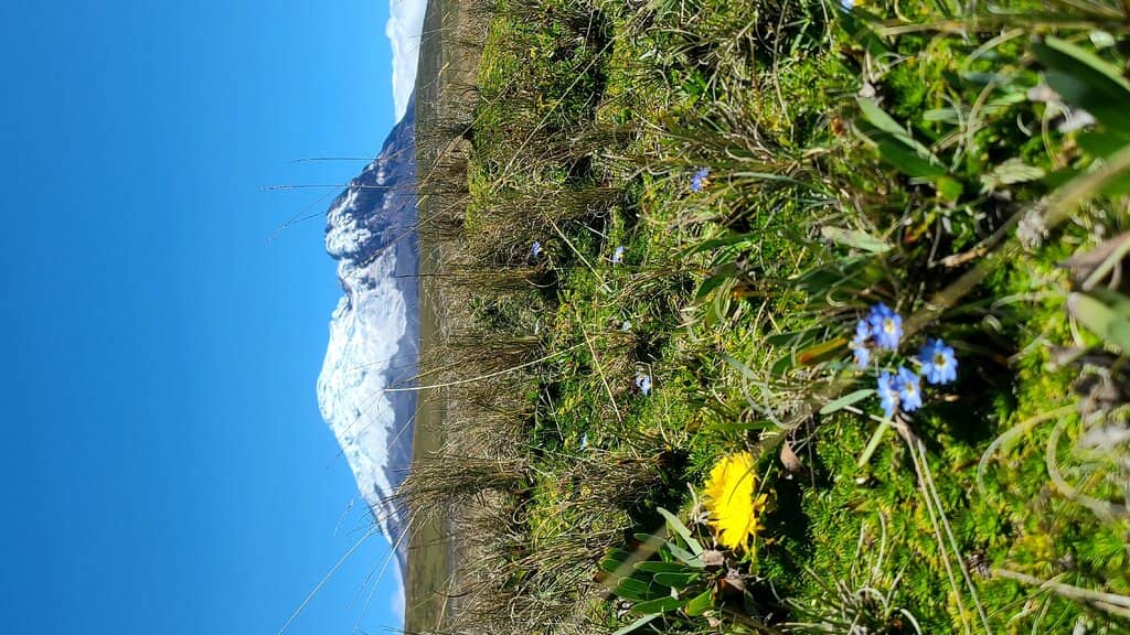 Andean Condor Spotting