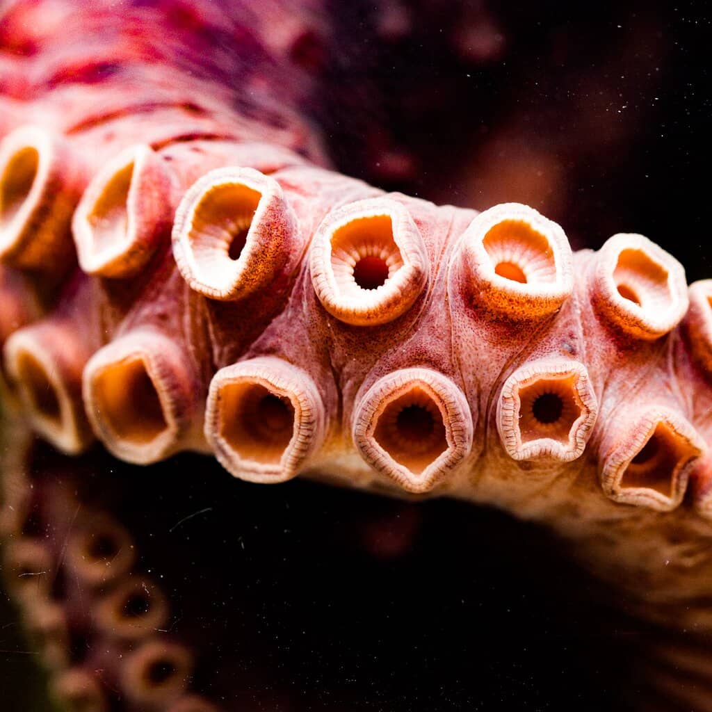 Animatronic Dinosaurs