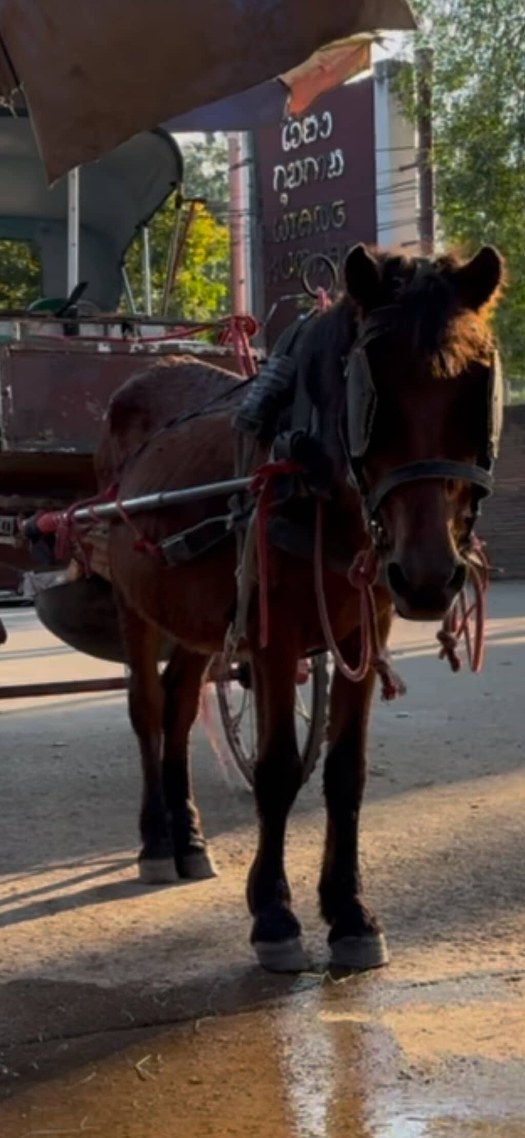 Horse-Drawn Carriage Tour