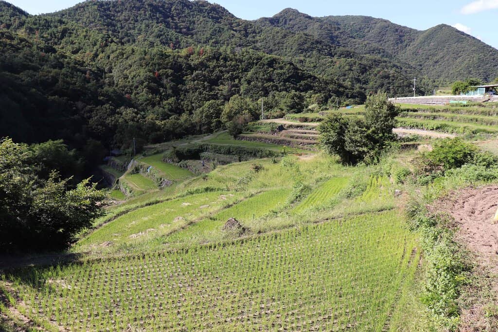 Spring Water Irrigation