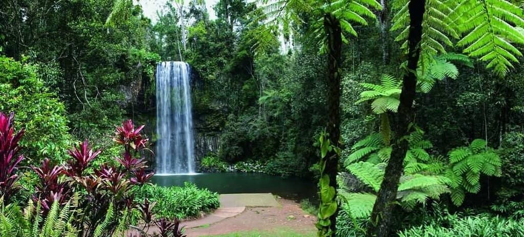 Rainforest Ambiance