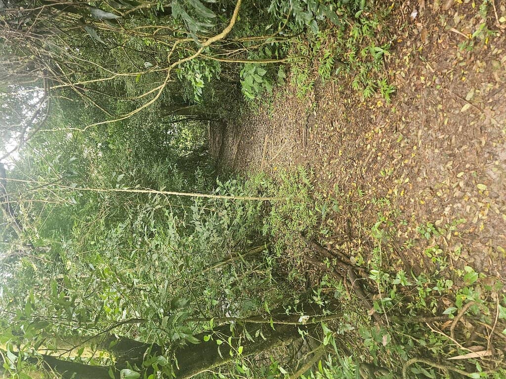 Square Trees Trail