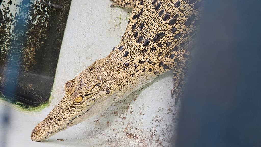 Other Rescued Wildlife