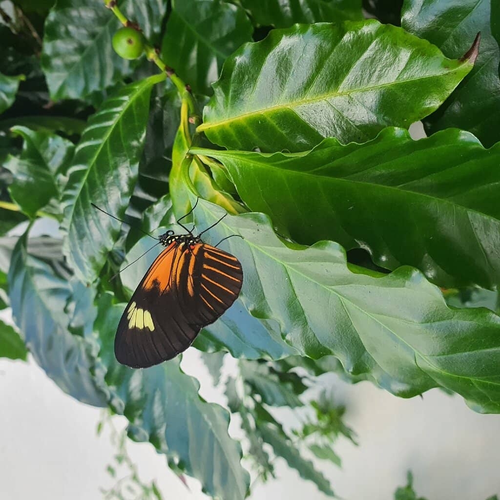 Butterfly Releases