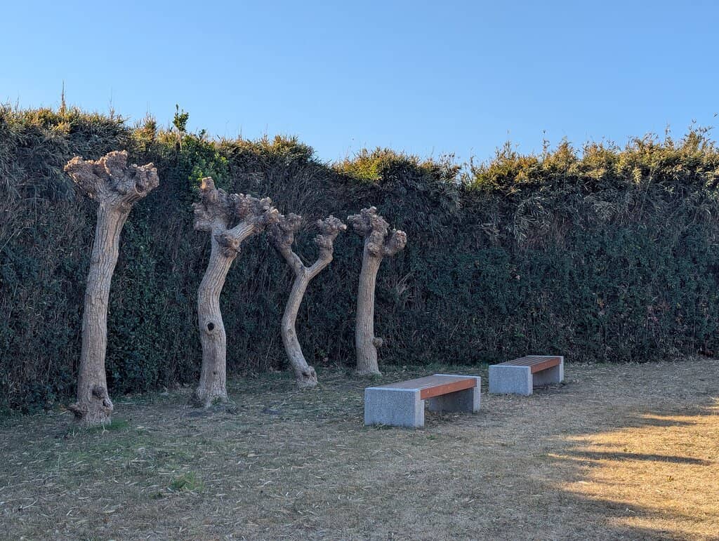 Seasonal Daffodil Garden