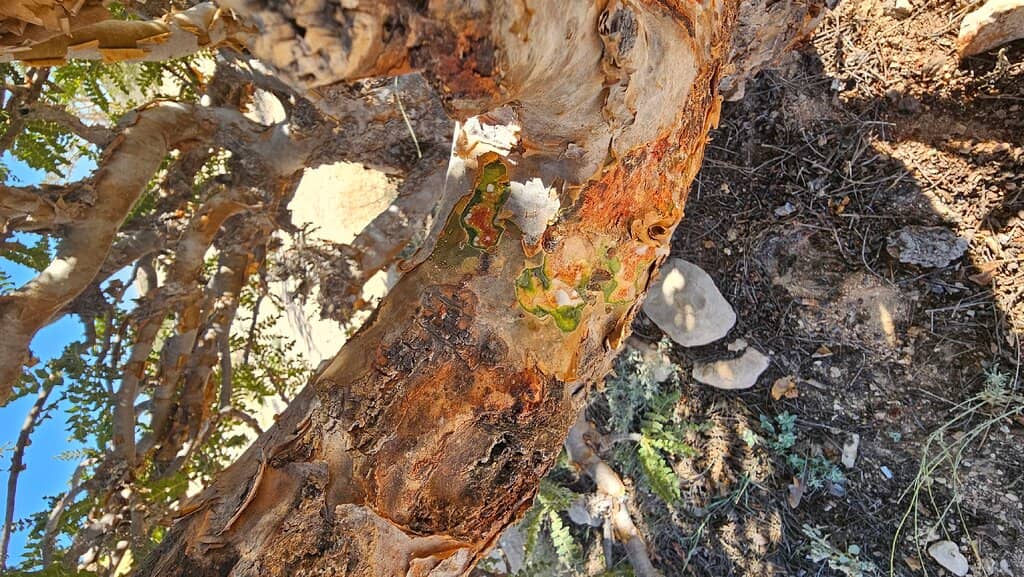 Vertical photo