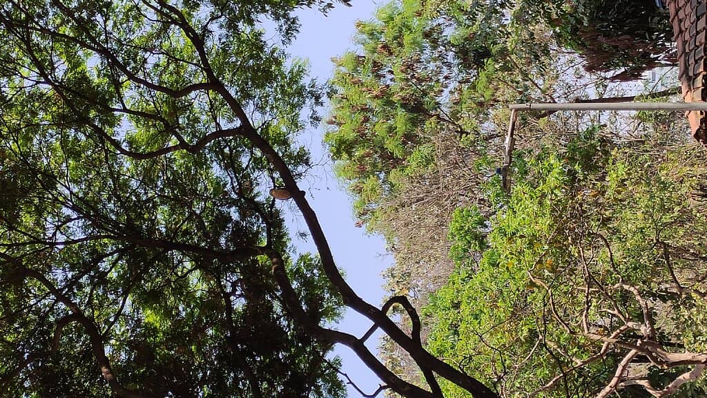 Amphitheater Ambiance