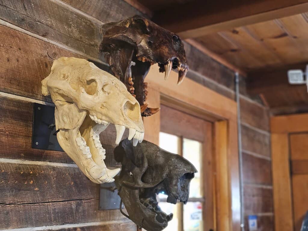 Local Paleontology Discoveries