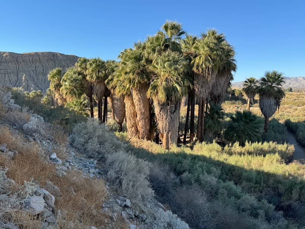 Thousand Palms Oasis