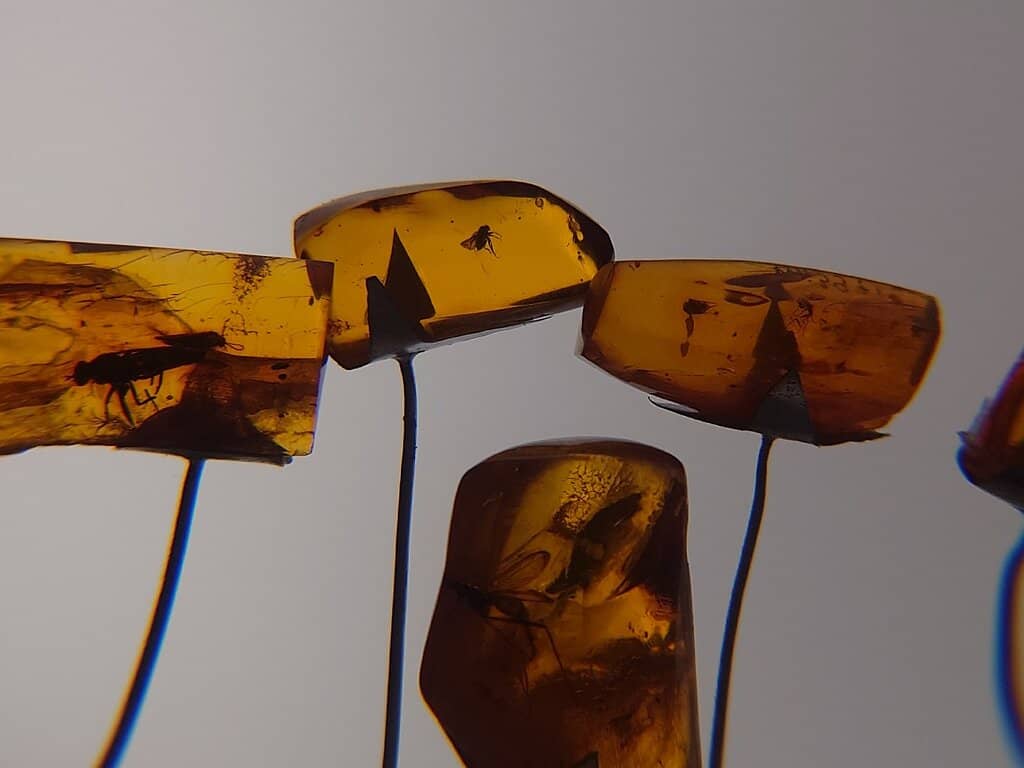 Amber Jewelry Collection