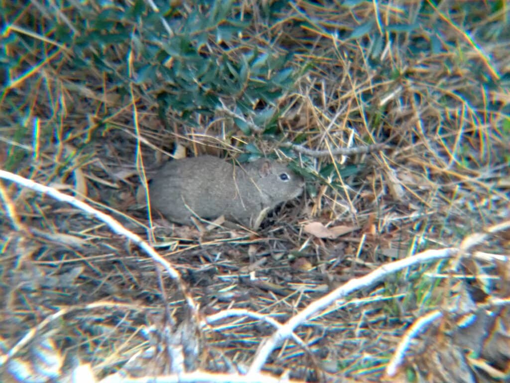 Vibrant Community Events