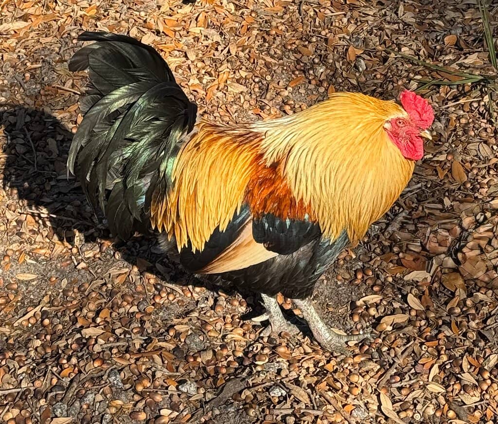 Ybor City State Museum