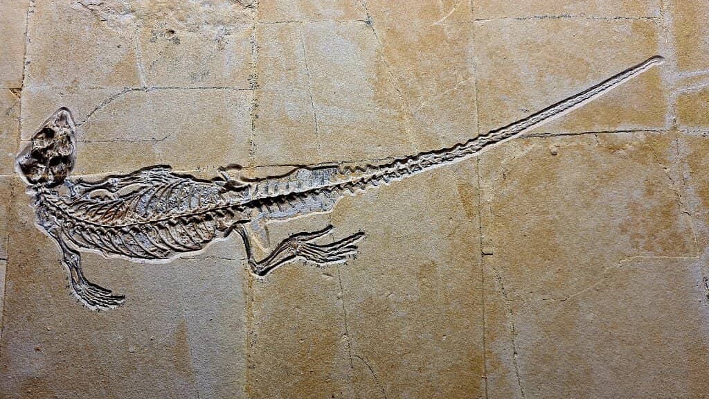 Dinosaur Displays